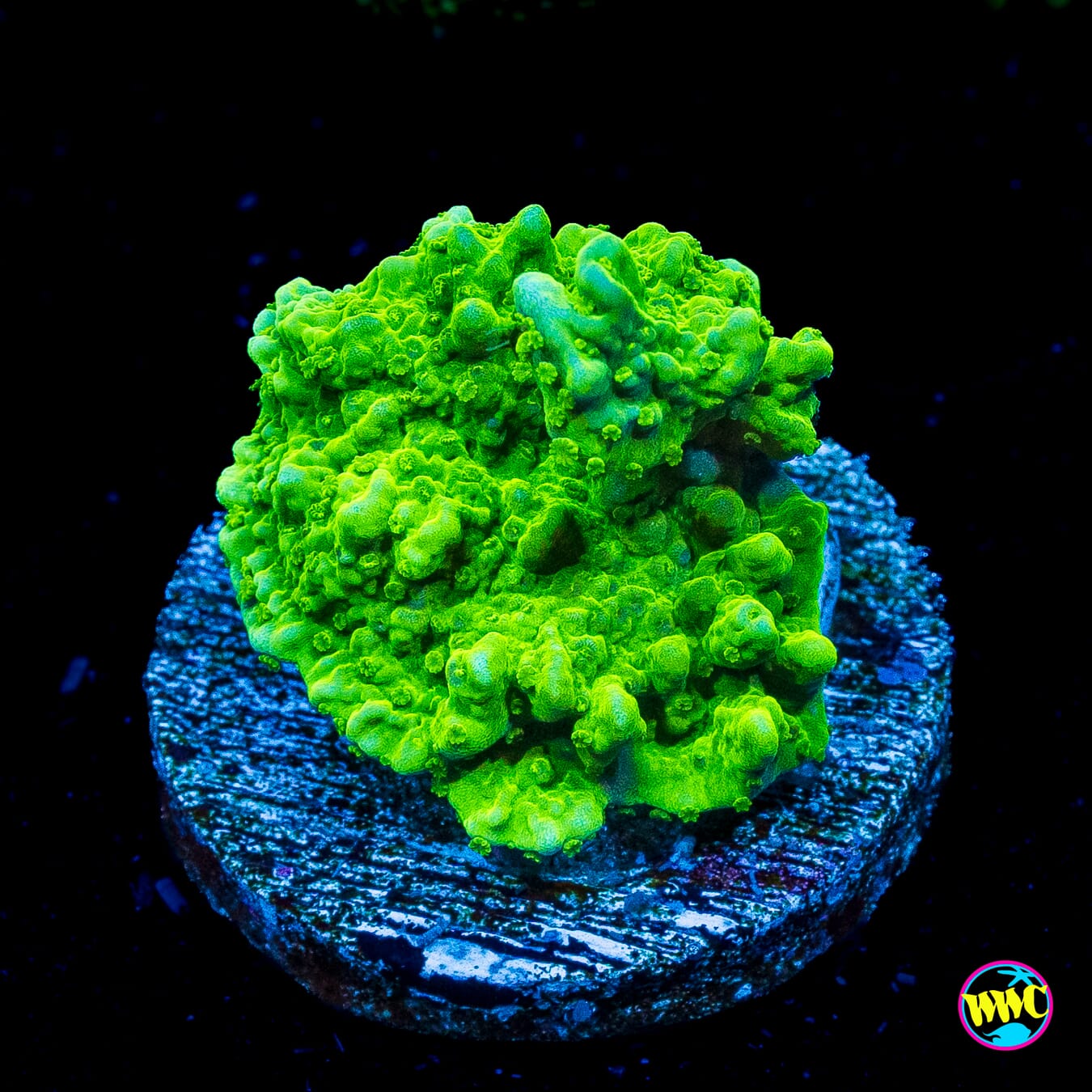WWC Sour Apple Hirsuta Montipora