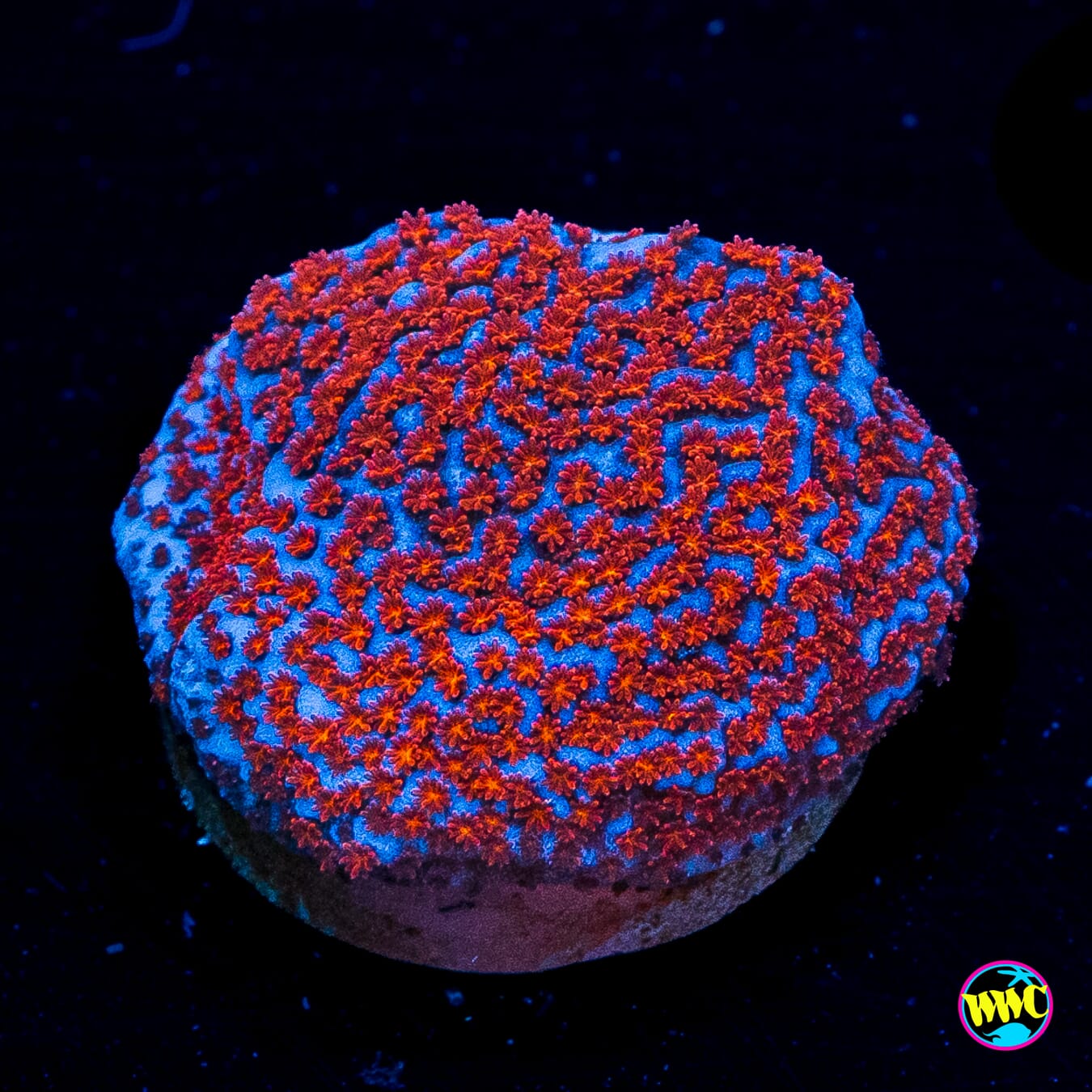 WWC Superman Montipora