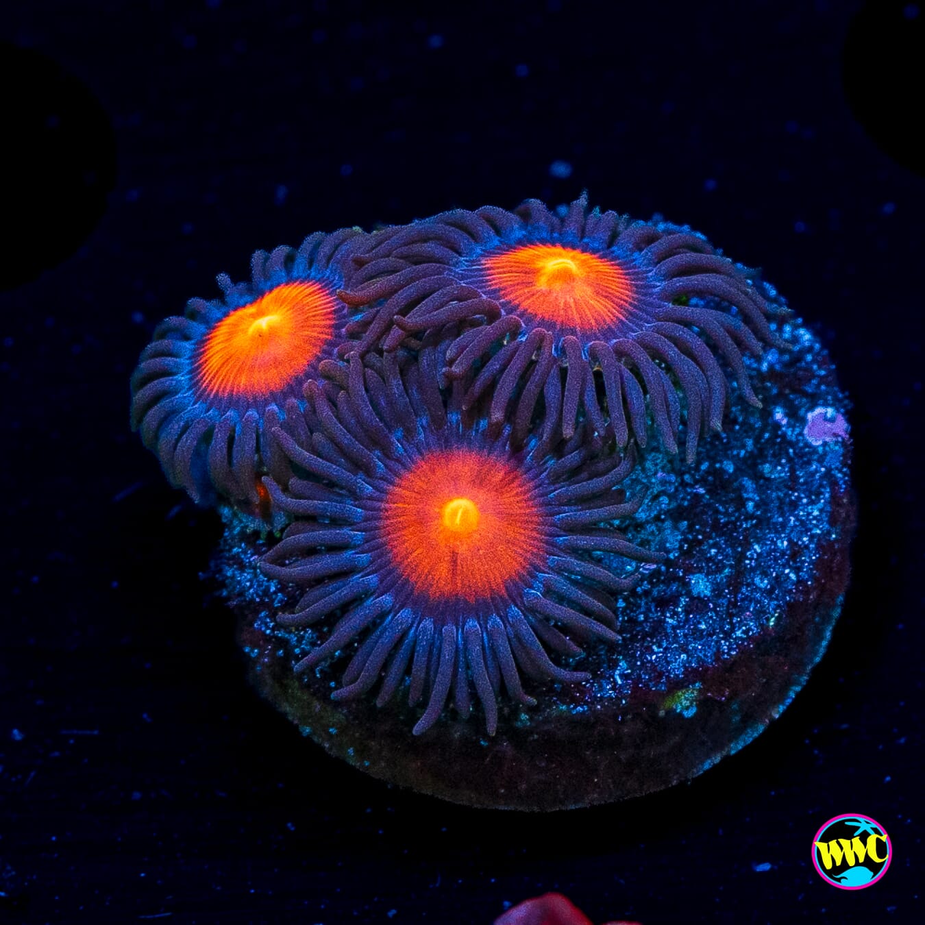 WWC Burning Mans Zoanthids
