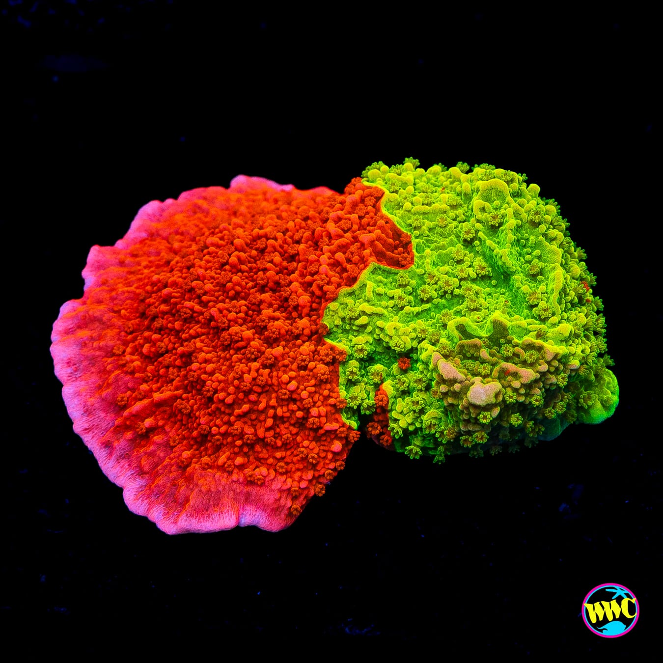 WWC Triple Threat Grafted Montipora