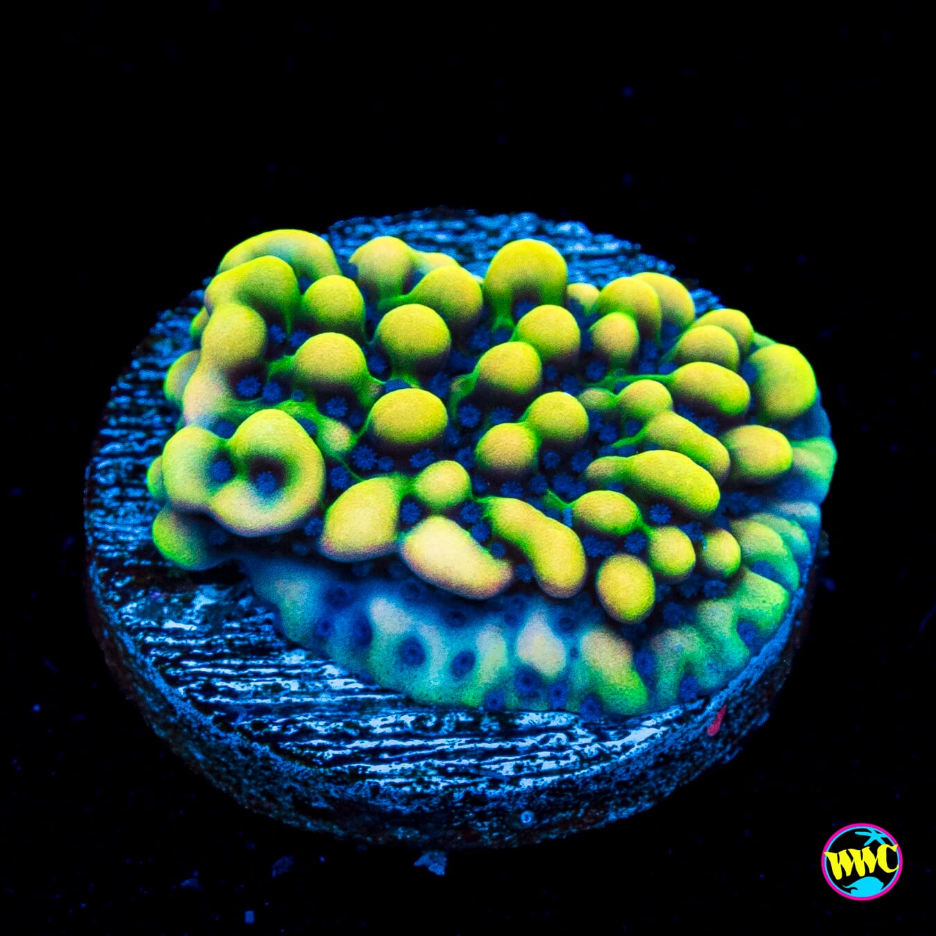 WWC Dark Portal Montipora