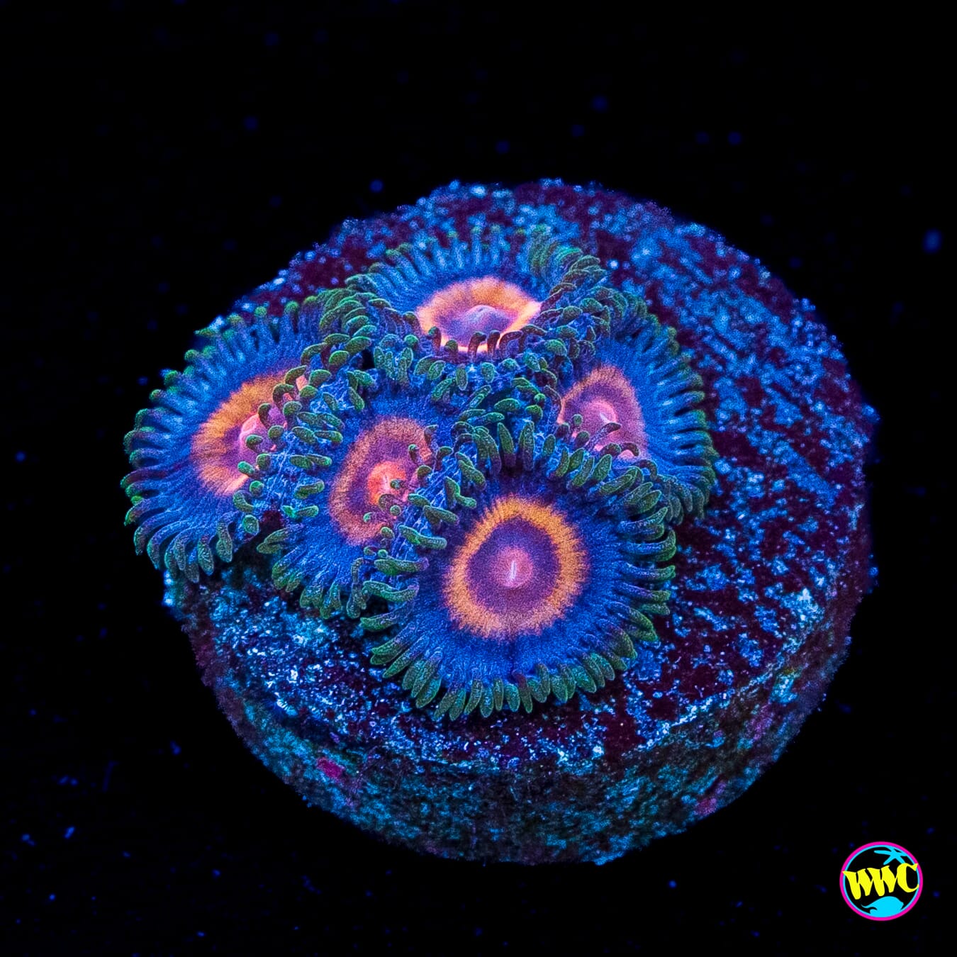 Super Girl Zoanthids