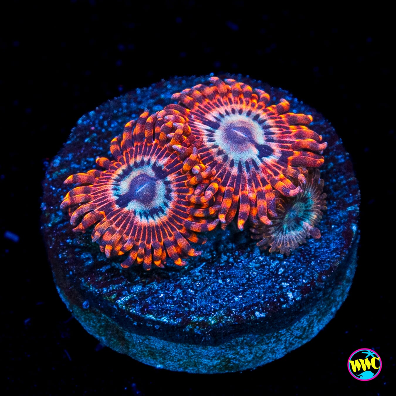 Utter Peace Zoanthids