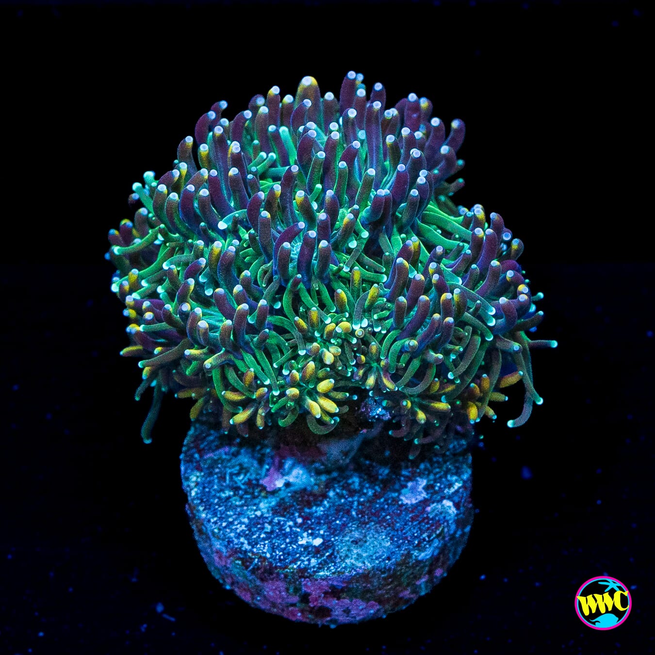 WWC Cyclops Galaxea