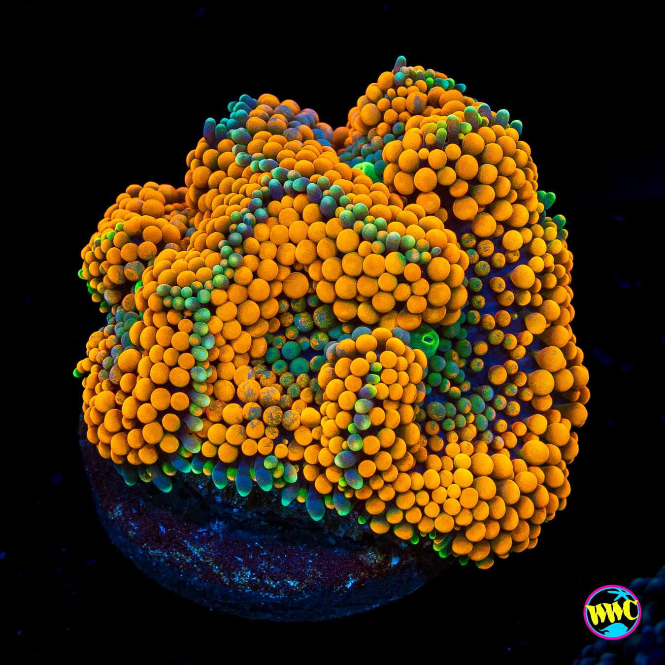 Fresh Squeezed Ricordea Mushroom