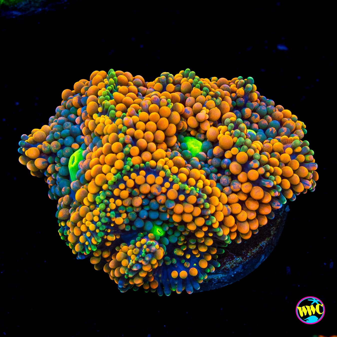 Serendipity Ricordea Mushroom