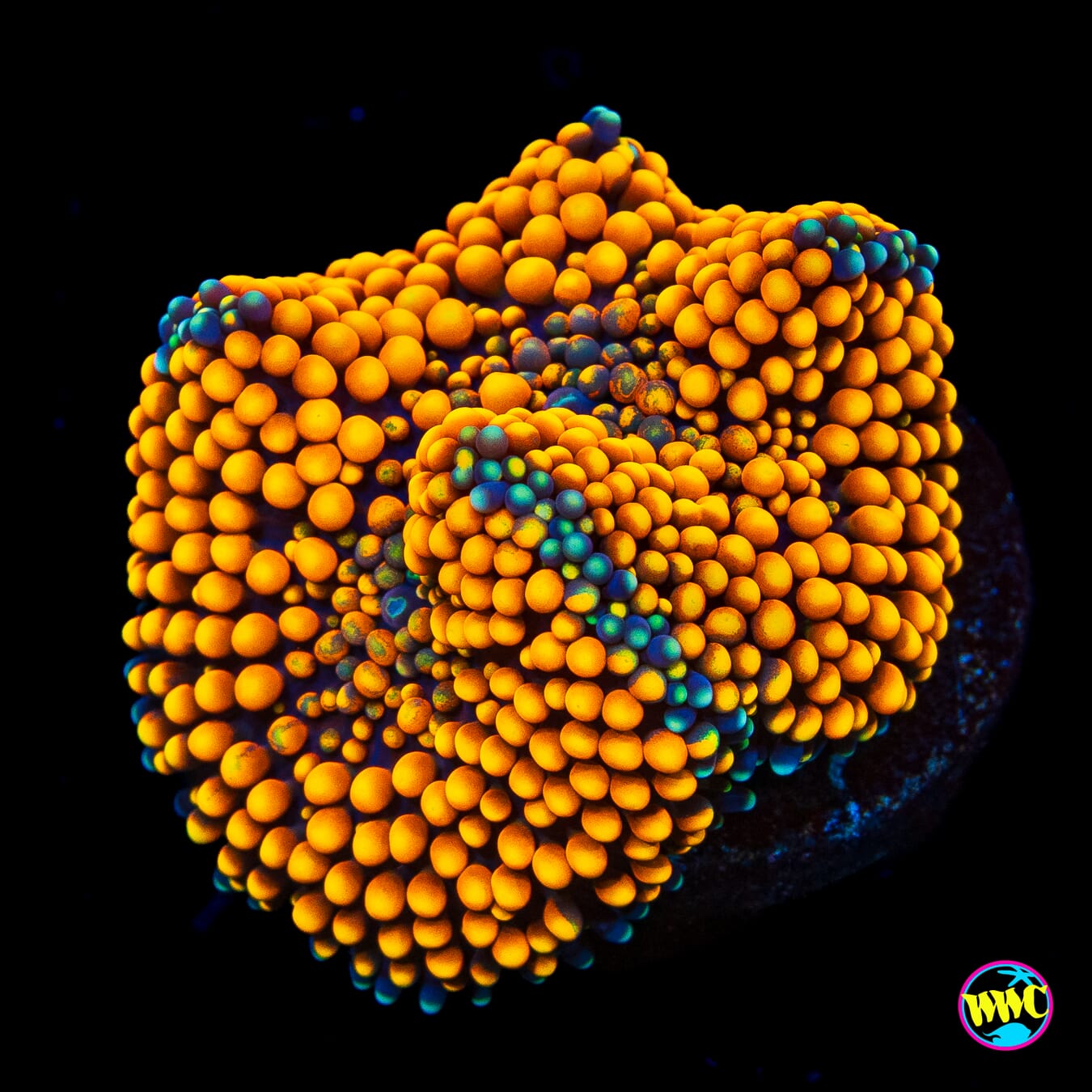 Fresh Squeezed Ricordea Mushroom