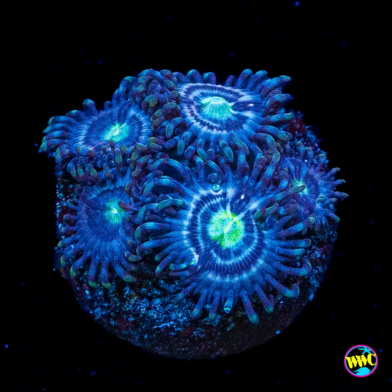 Avacado Smasher Zoanthids