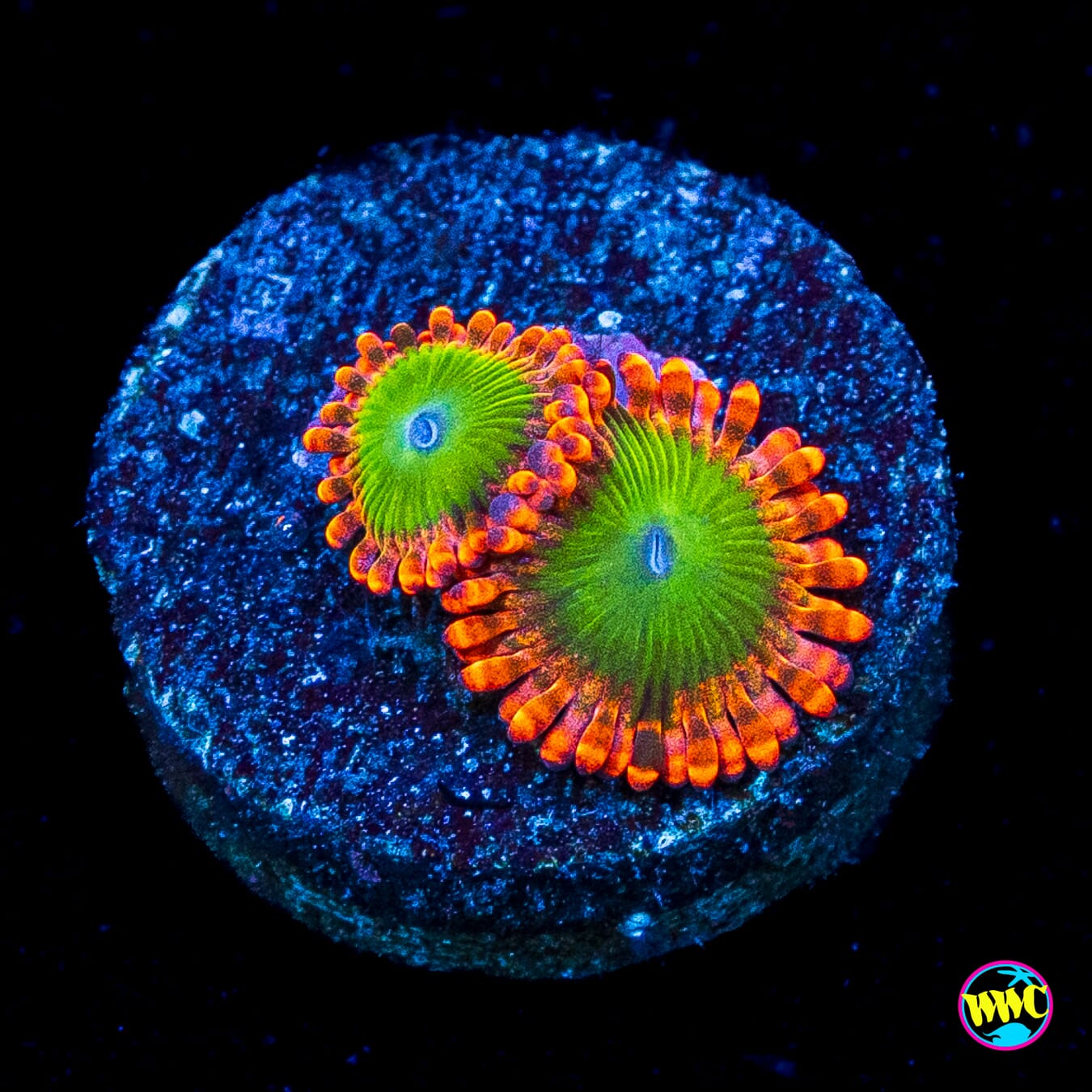 Oompa Loompaz Zoanthids