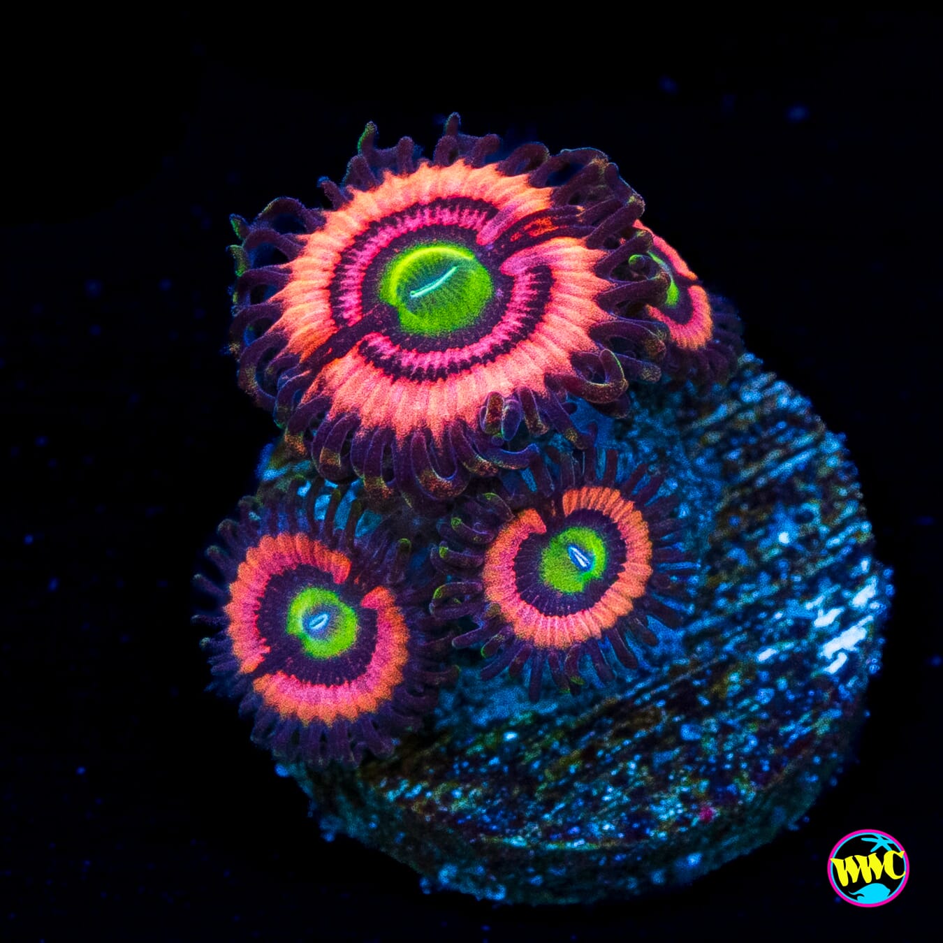WWC Ultimate Bubblegum Pink Zoanthids