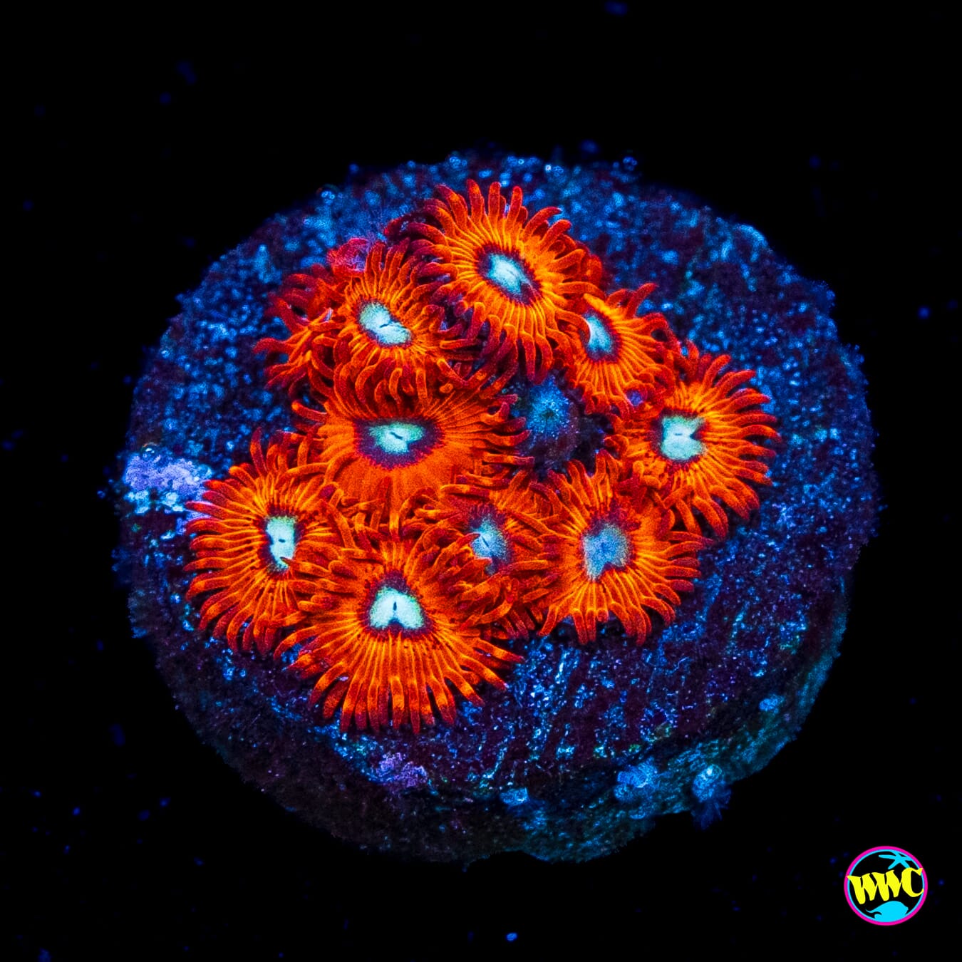 Charmanderz Zoanthids