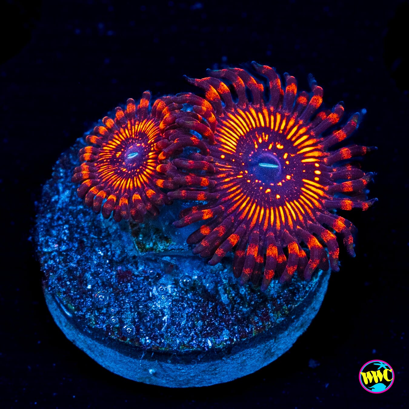WWC Balrog Zoanthids