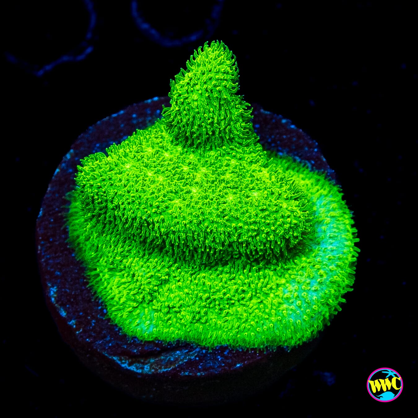 ORA Kelly Green Branching Psammocora