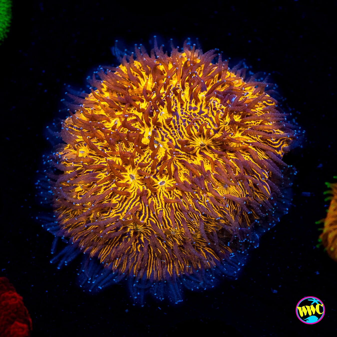 WWC 24K Lithophyllon