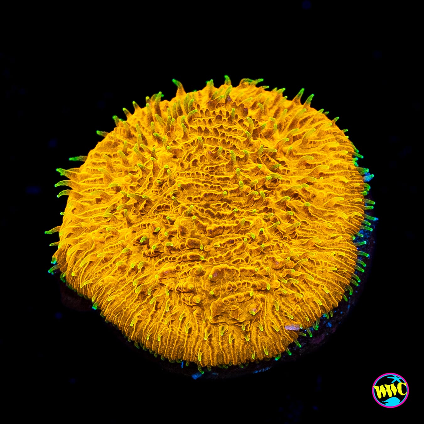 WWC Honeysickle Lithophyllon