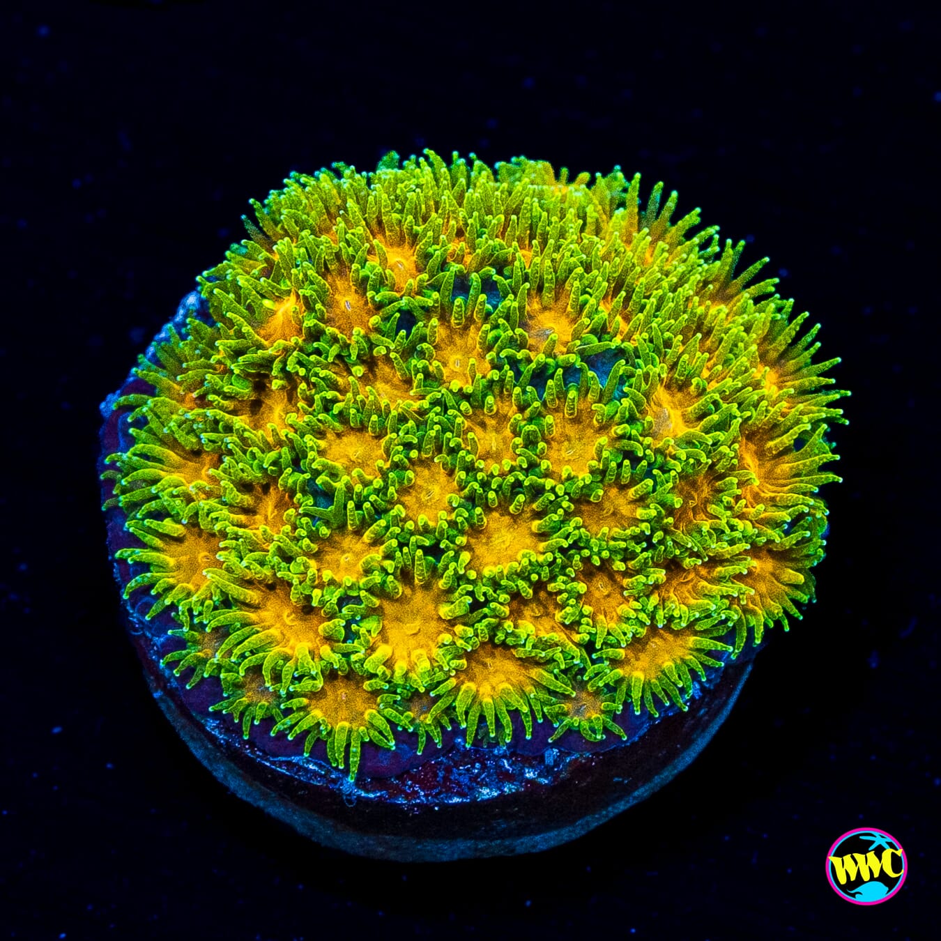WWC Rogue Leptastrea
