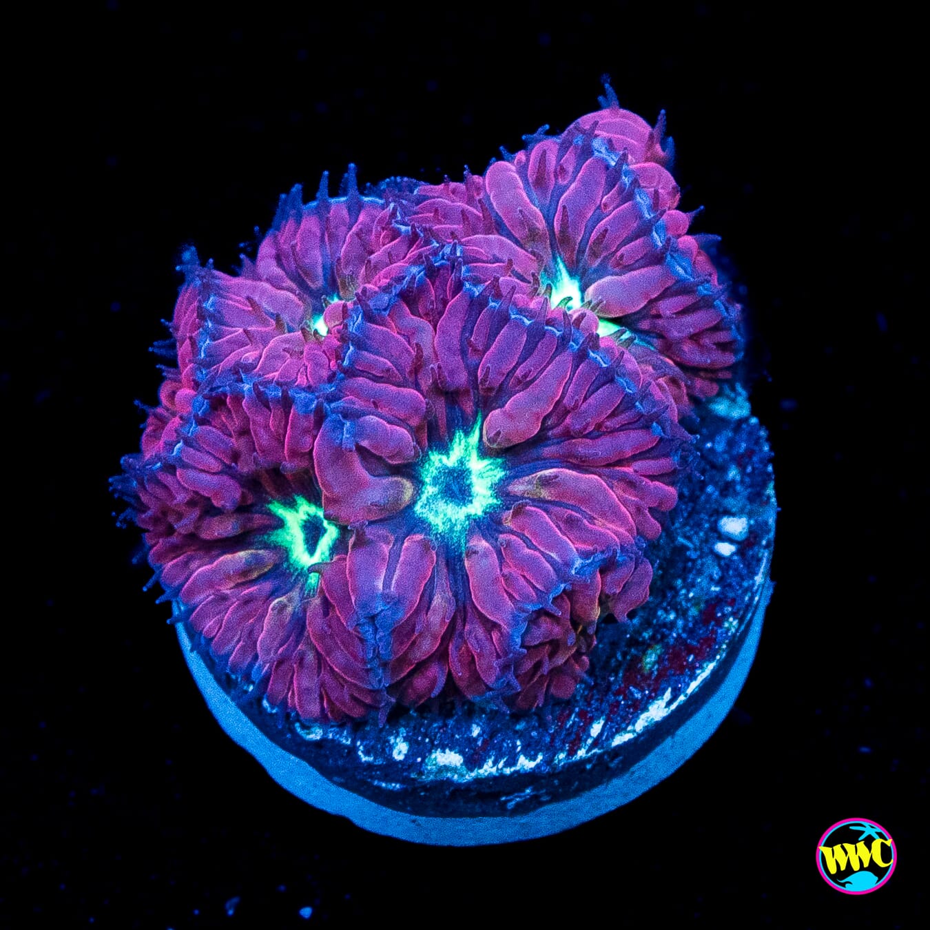 Violet Merletti Blastomussa