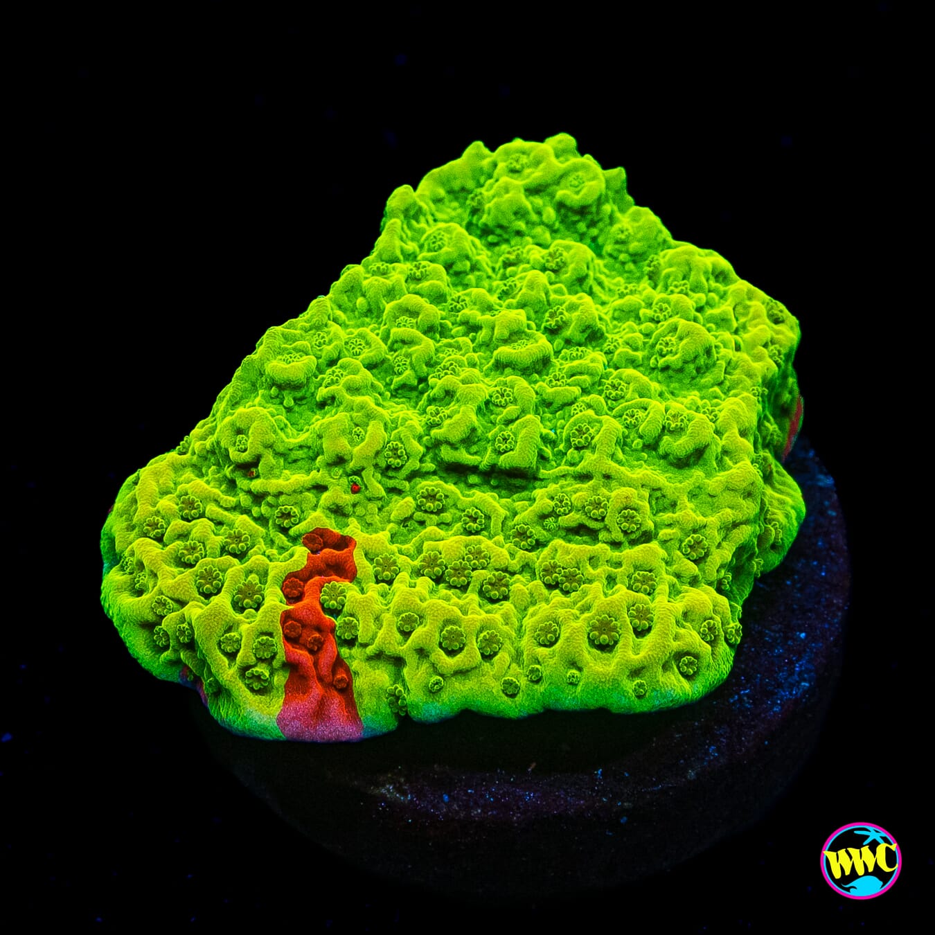 WWC Jaw Breaker Grafted Montipora