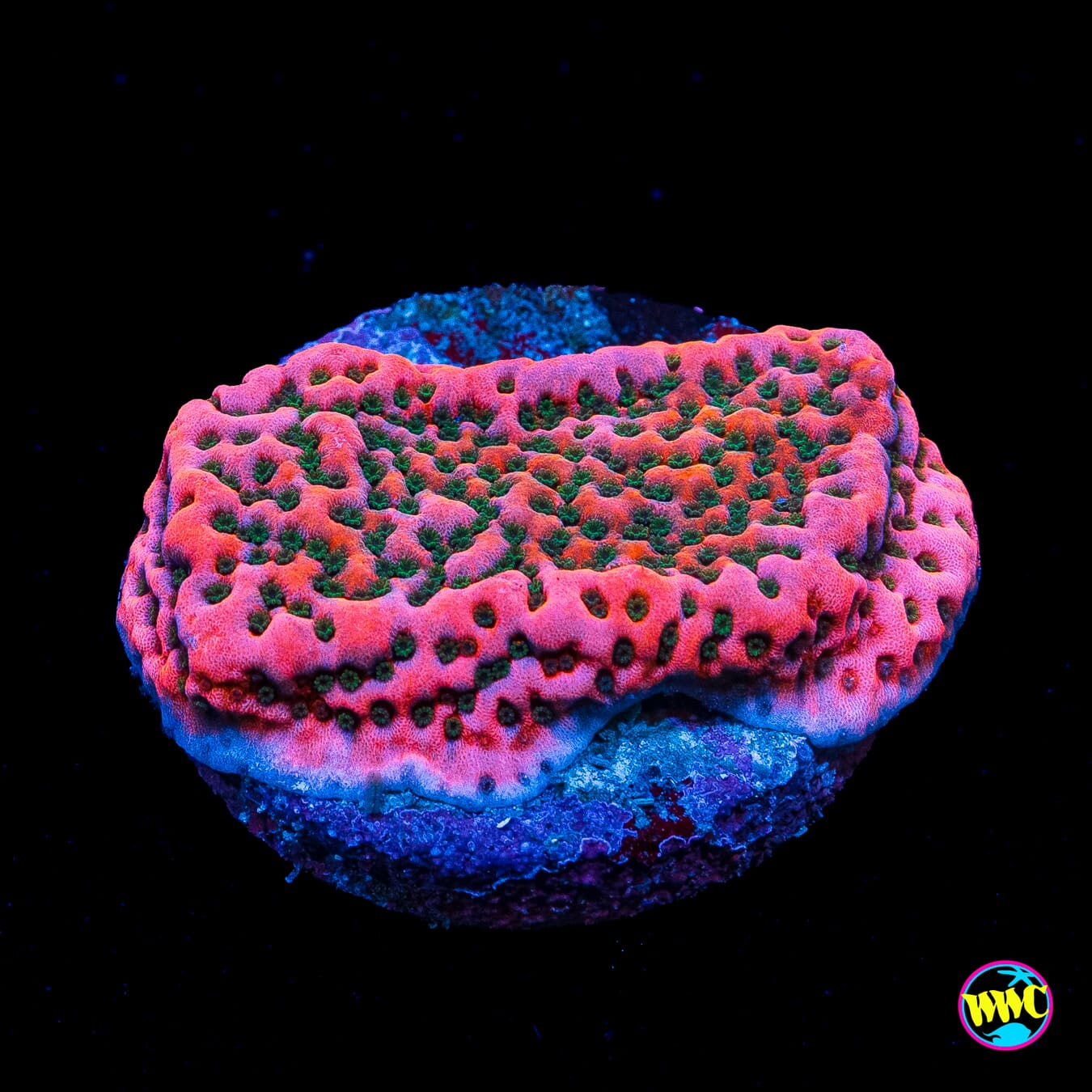 WWC Cherry Tree Montipora