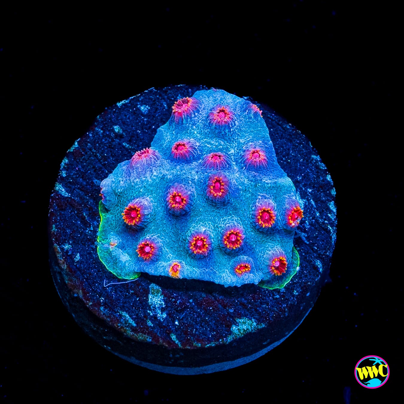 WWC Master Blaster Cyphastrea