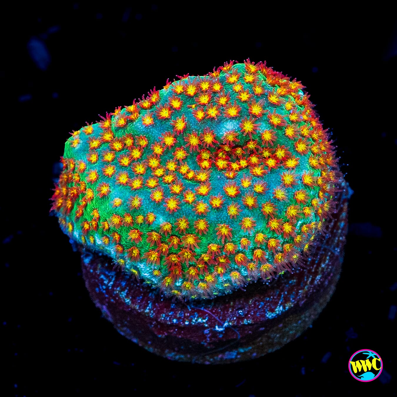 WWC Close Encounter Stylocoeniella