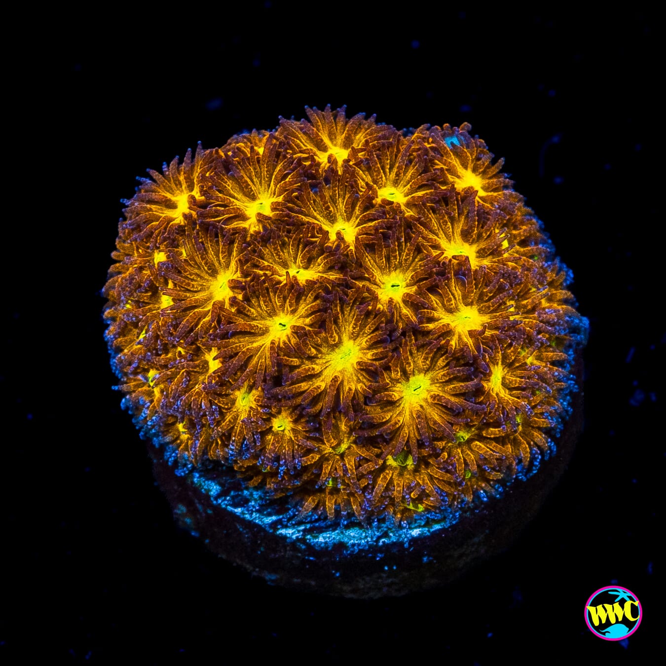 WWC Spitfire Leptastrea