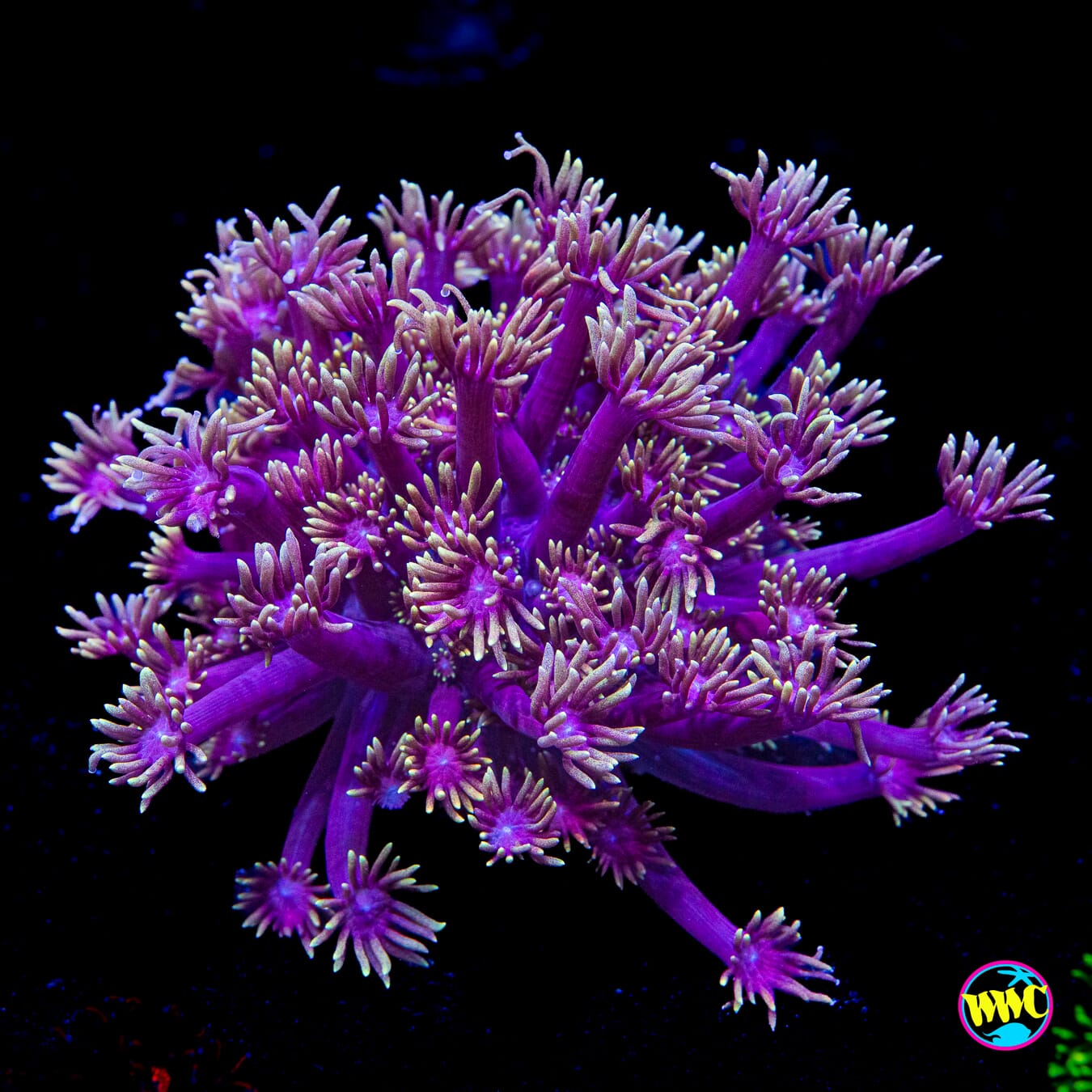 Purped Up Goniopora