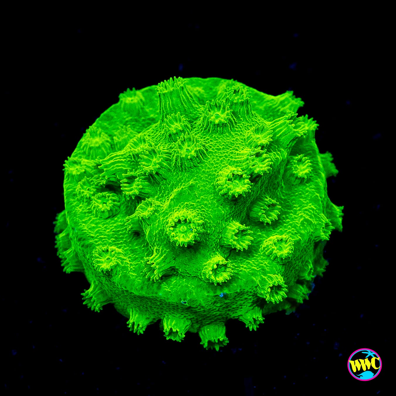 WWC Lime Green Cyphastrea