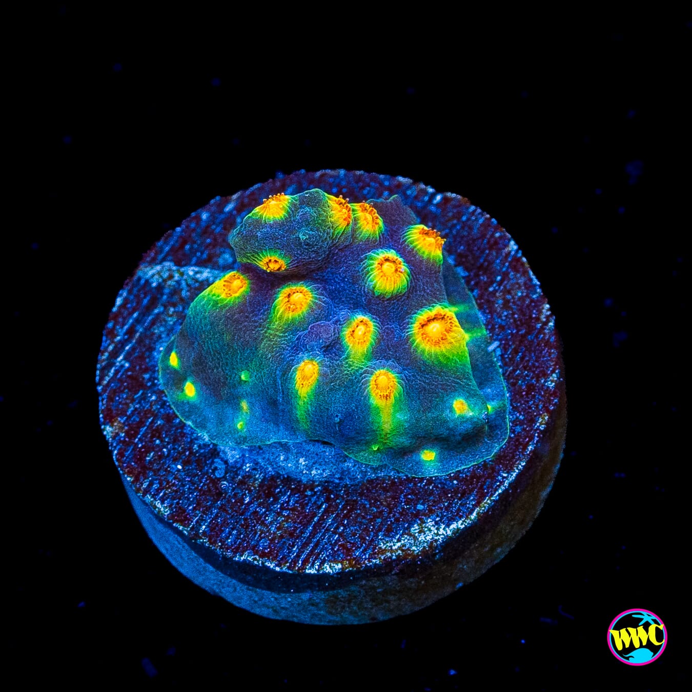 WWC Rainbow Madness Cyphastrea