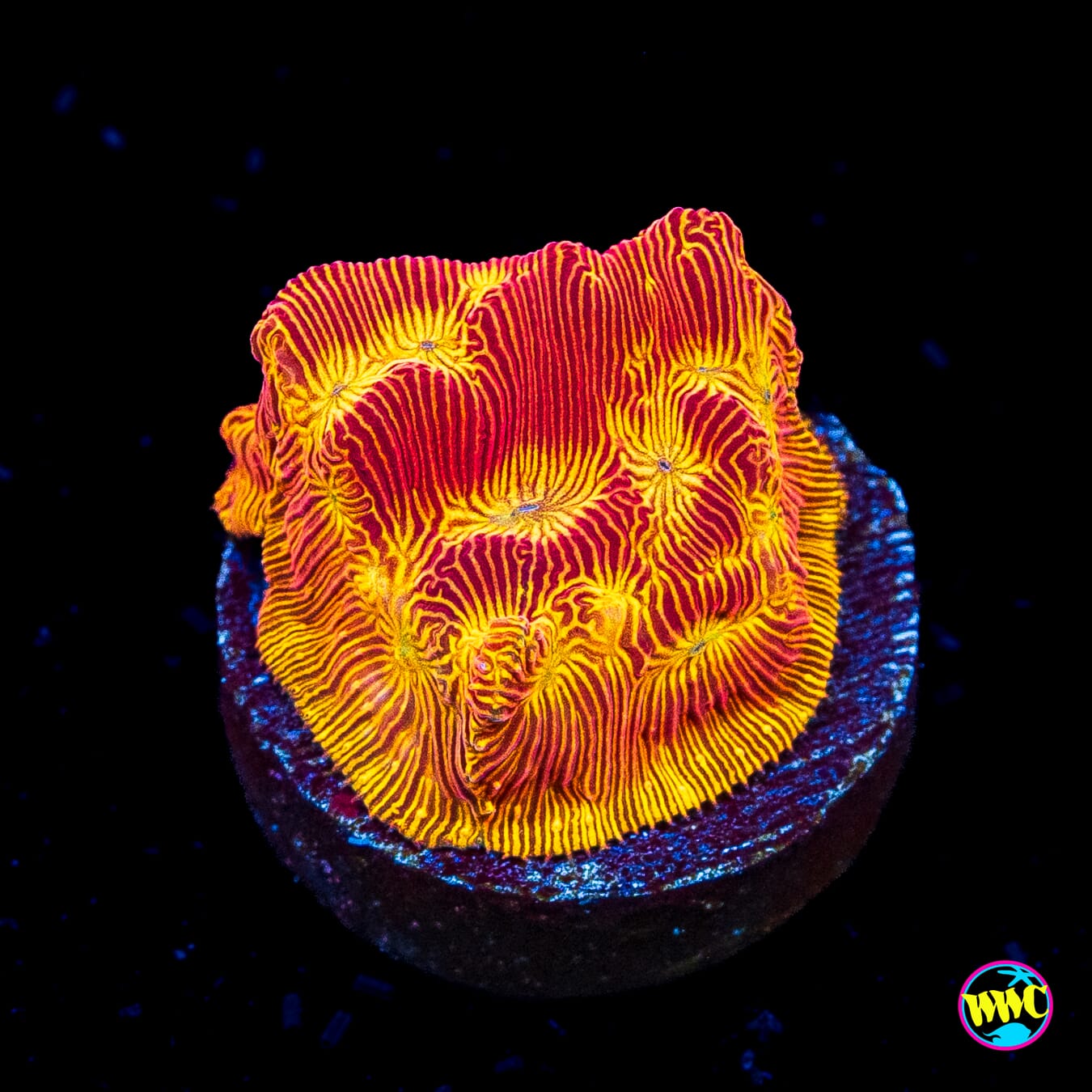 Jason Fox Lethal Leptoseris