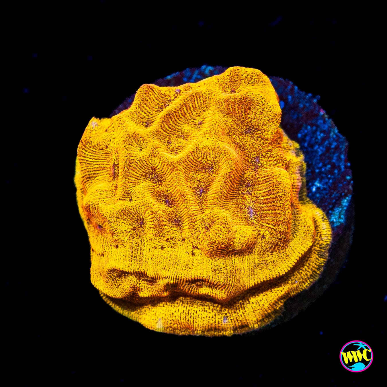 CC Tangerine Juice Leptoseris