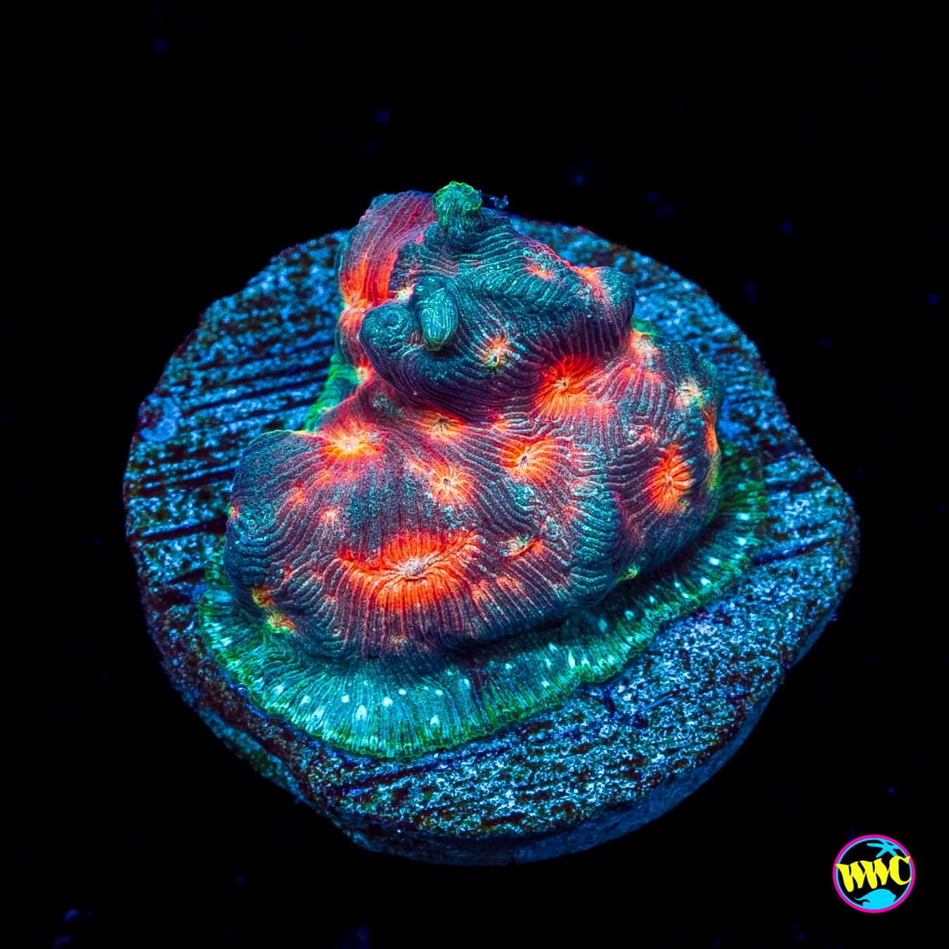 Jason Fox Lava Flow Leptoseris