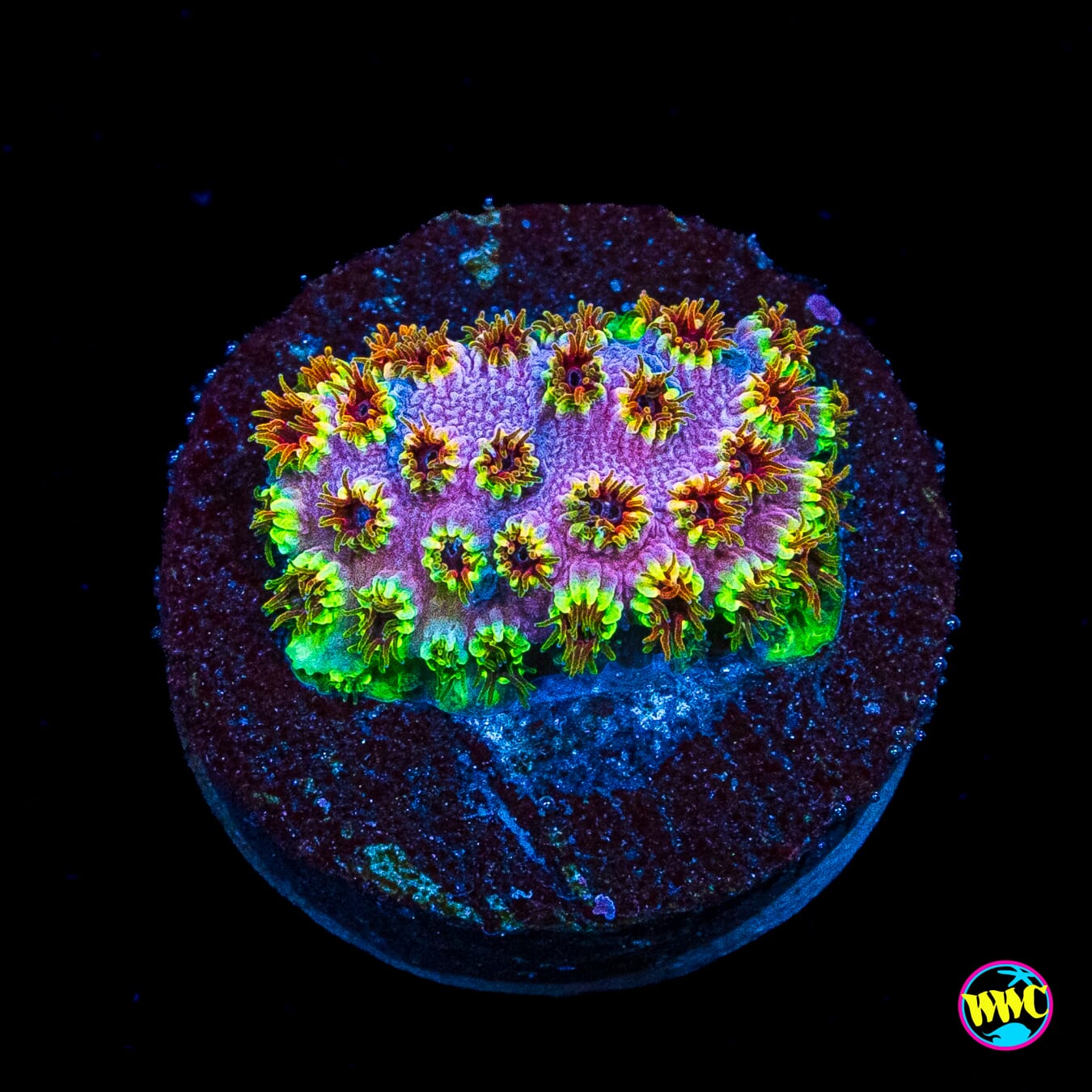 WWC Skittles Bomb Cyphastrea