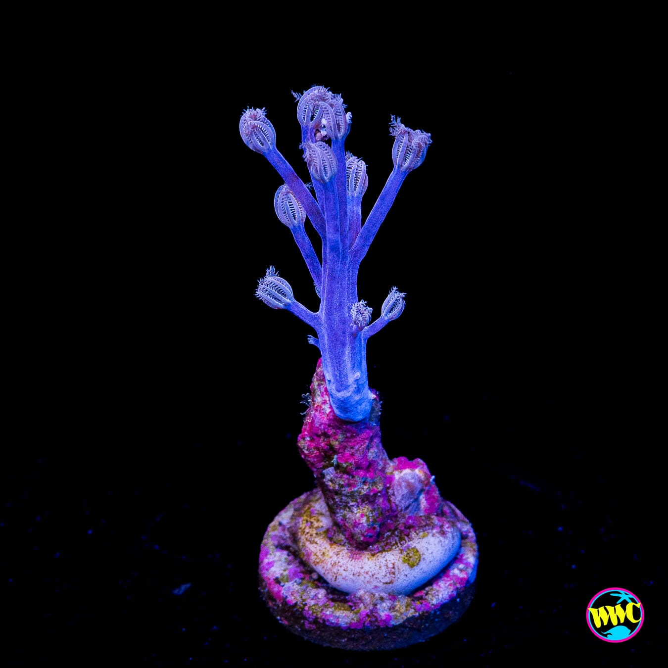 WWC Purple Cespitularia