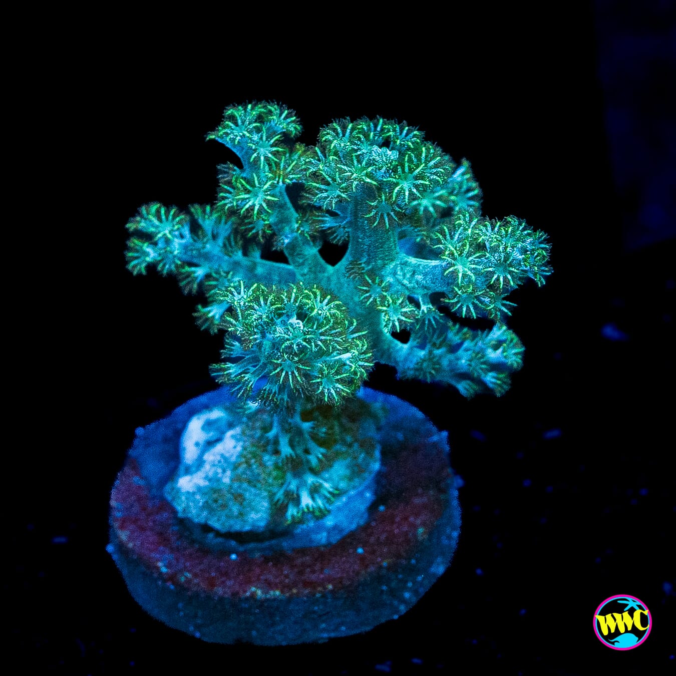 WWC Solomon Hairy Leather