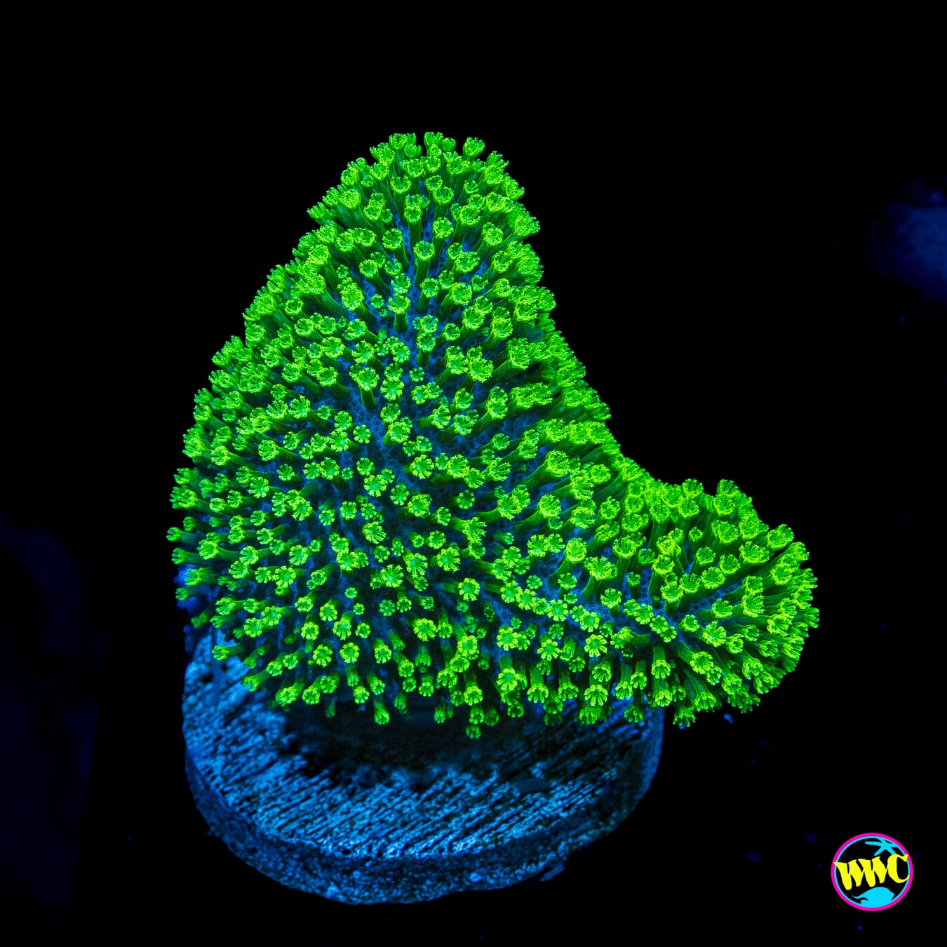 WWC Neon Polyp Toadstool