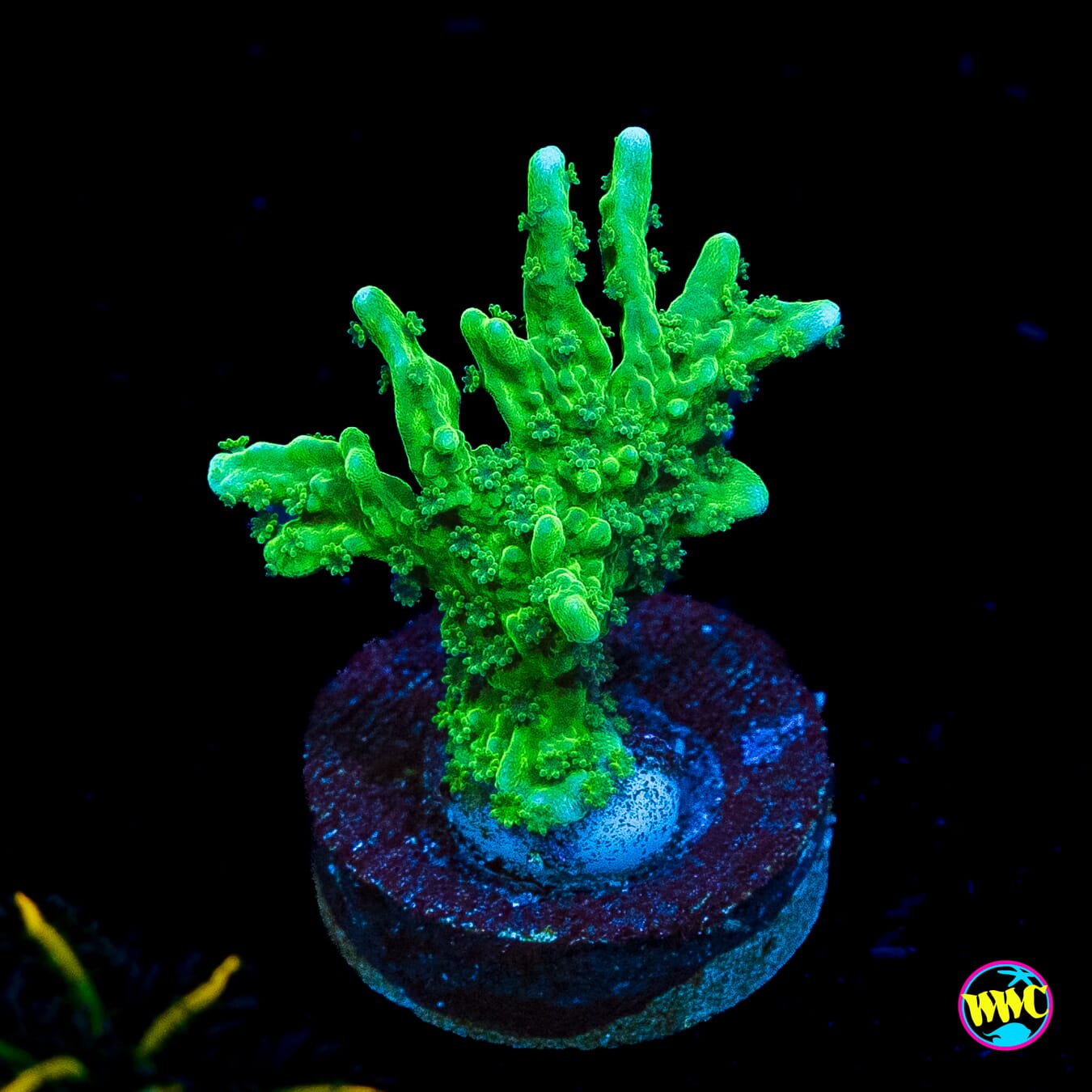 WWC Sour Apple Hirsuta Montipora