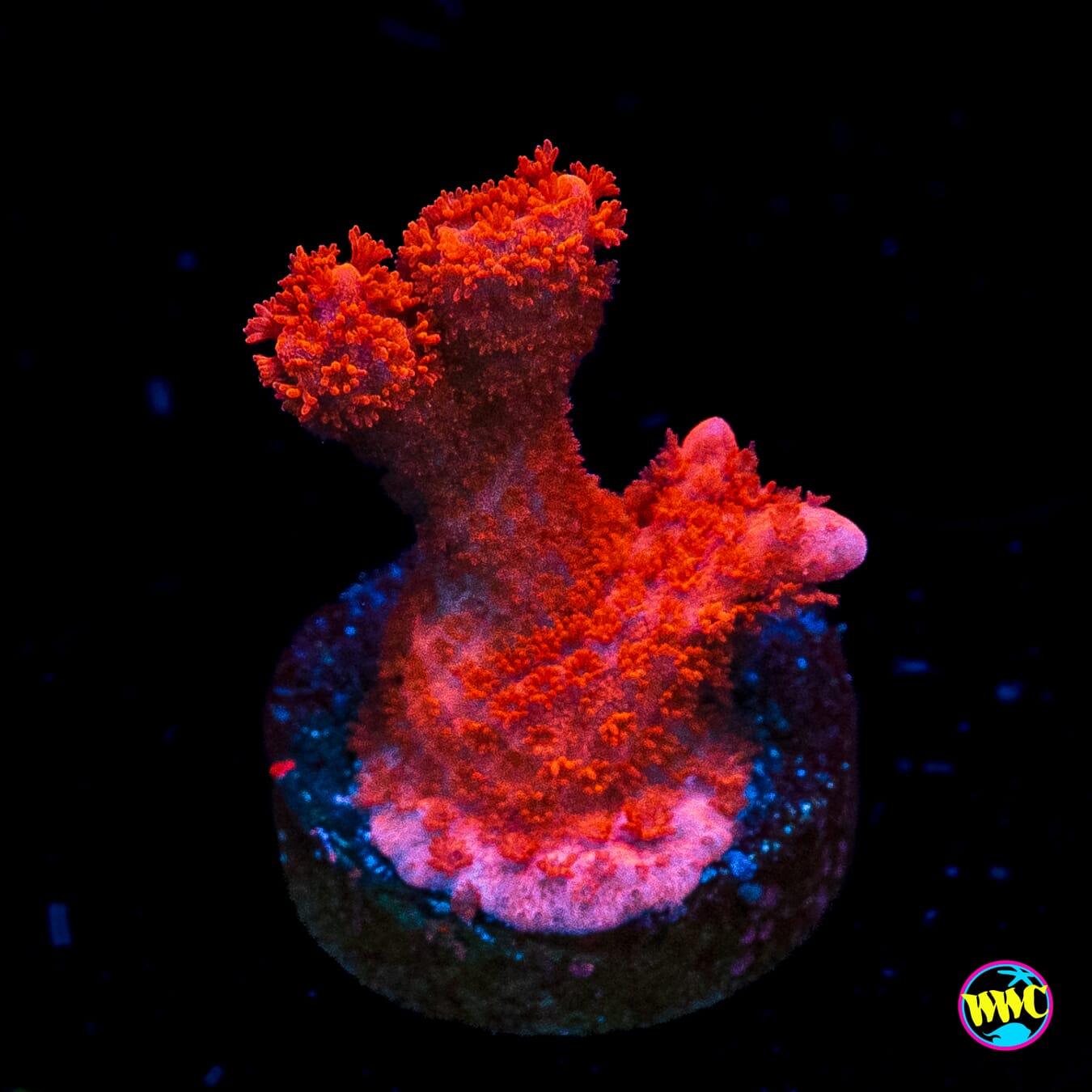 Red Digitata Montipora