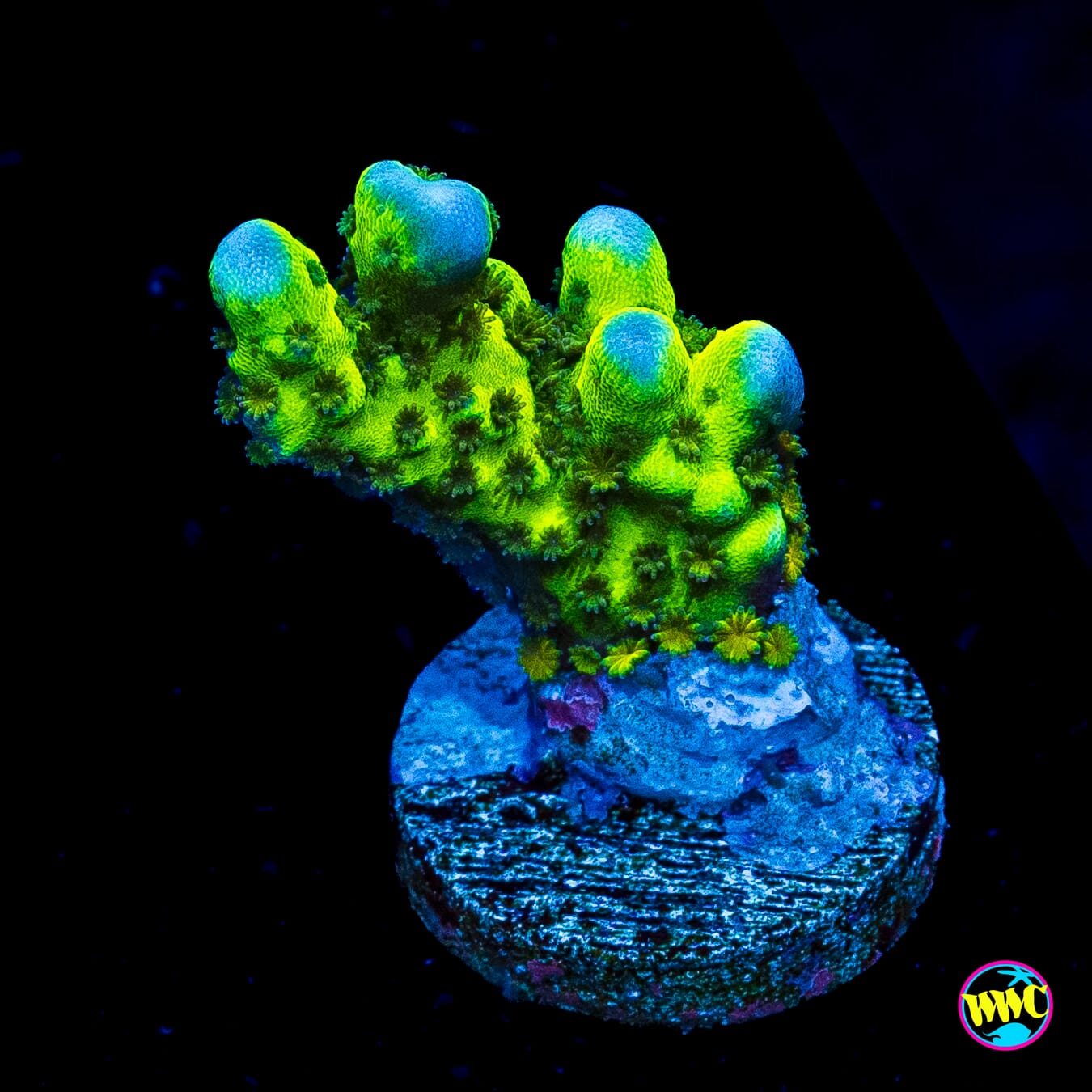 WWC Slimeball Spongodes Montipora