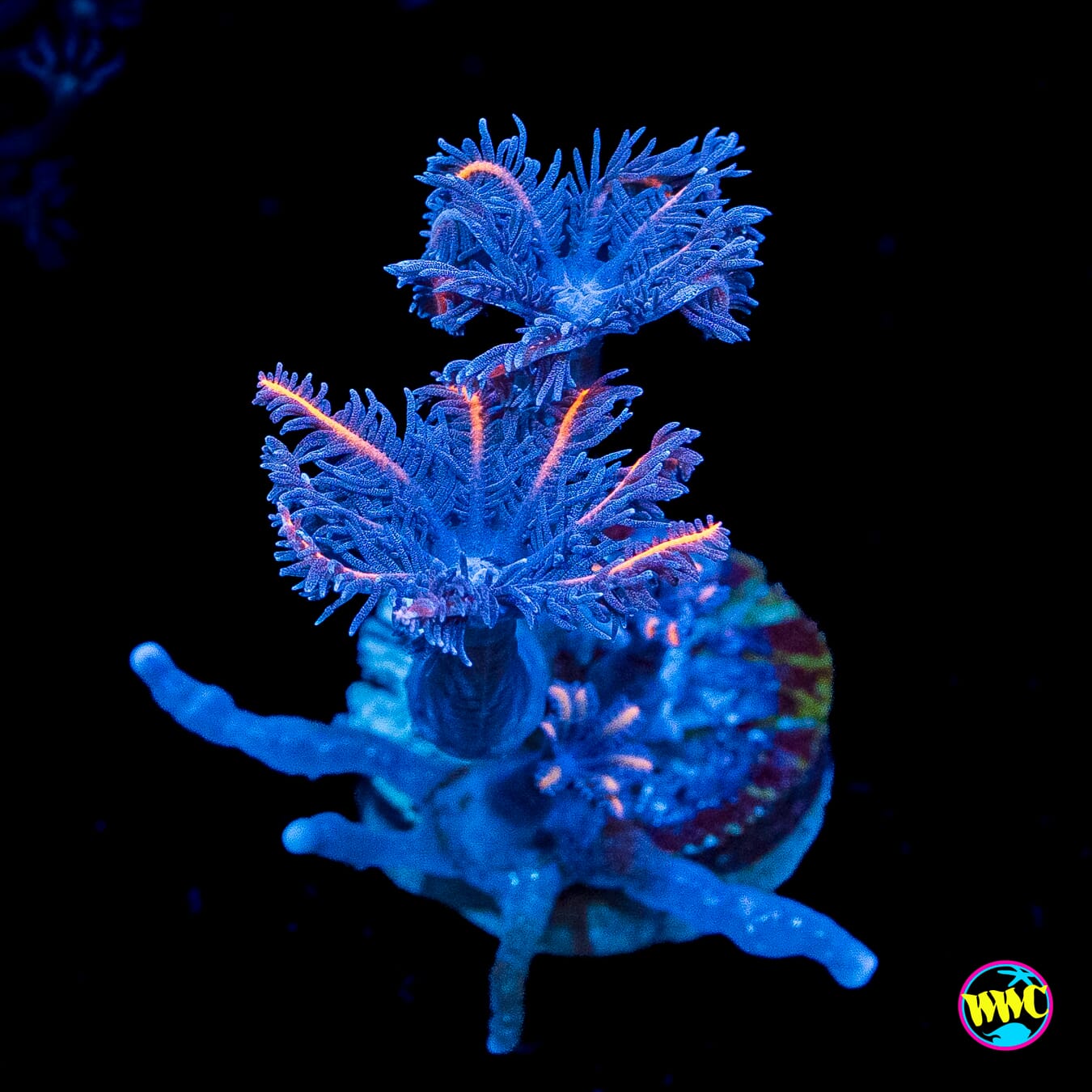 WWC Florida Squeeze Clove Polyps