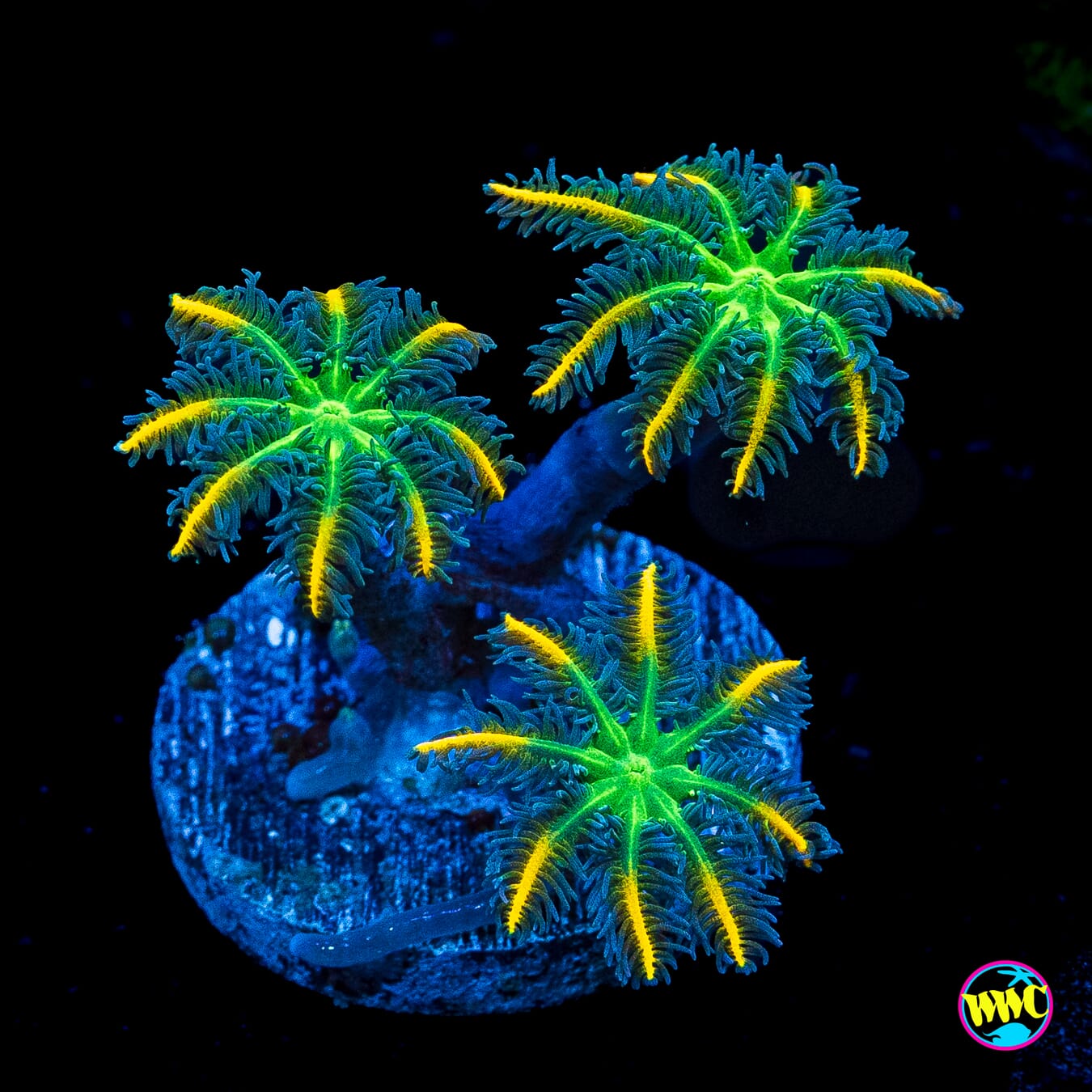 WWC Flower Power Clove Polyps