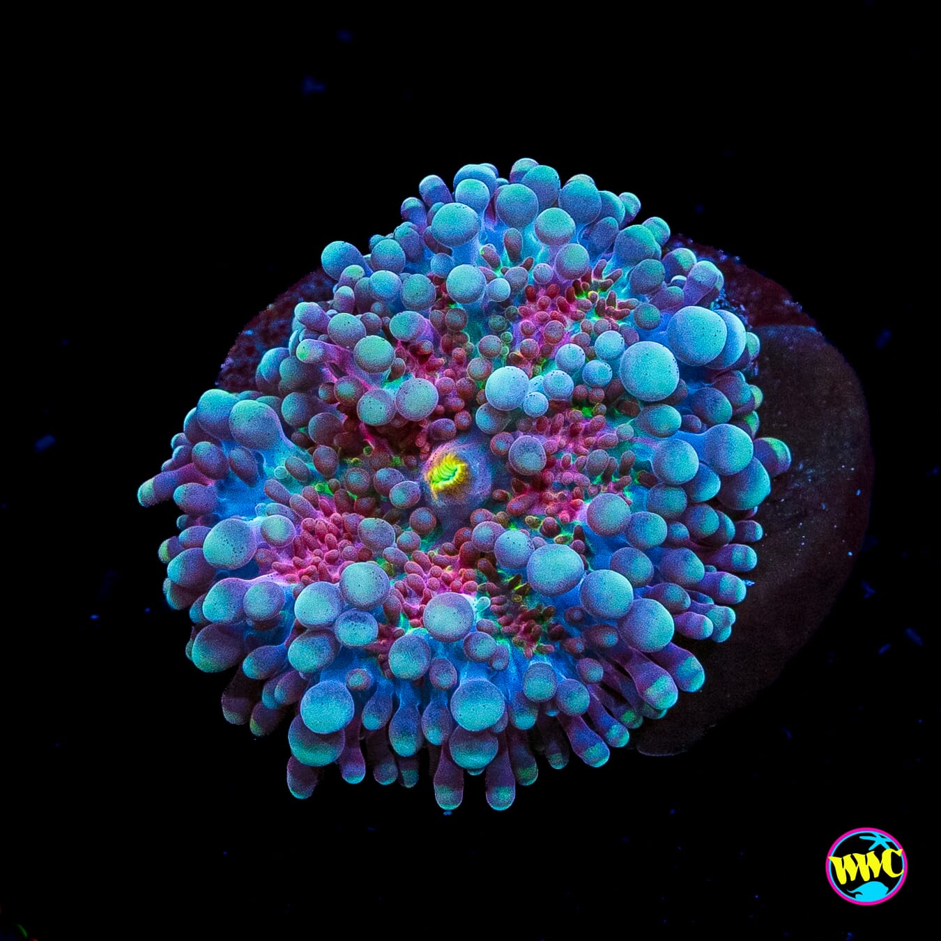 Frosted Nurple Yuma Mushroom