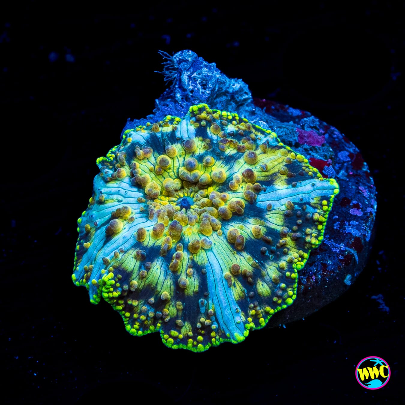 Spotted Iguana Disco Mushroom