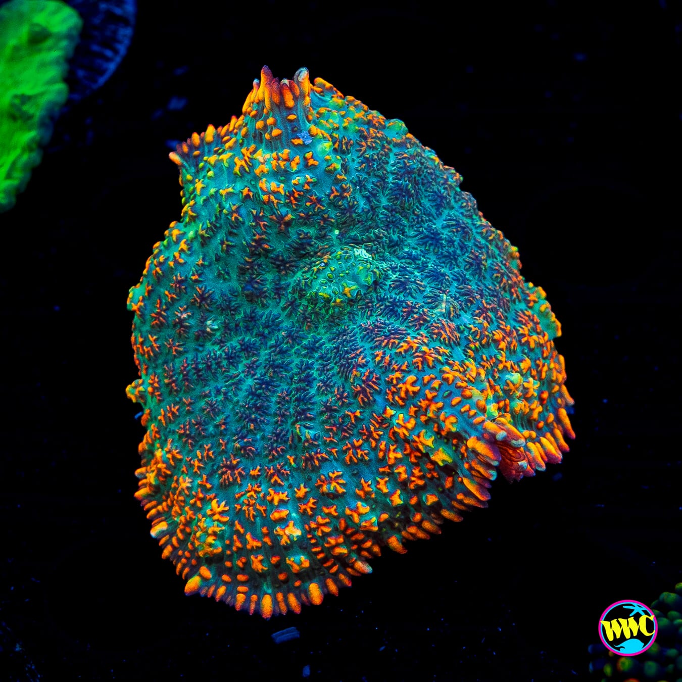 Rainbow Rhodactis Mushroom