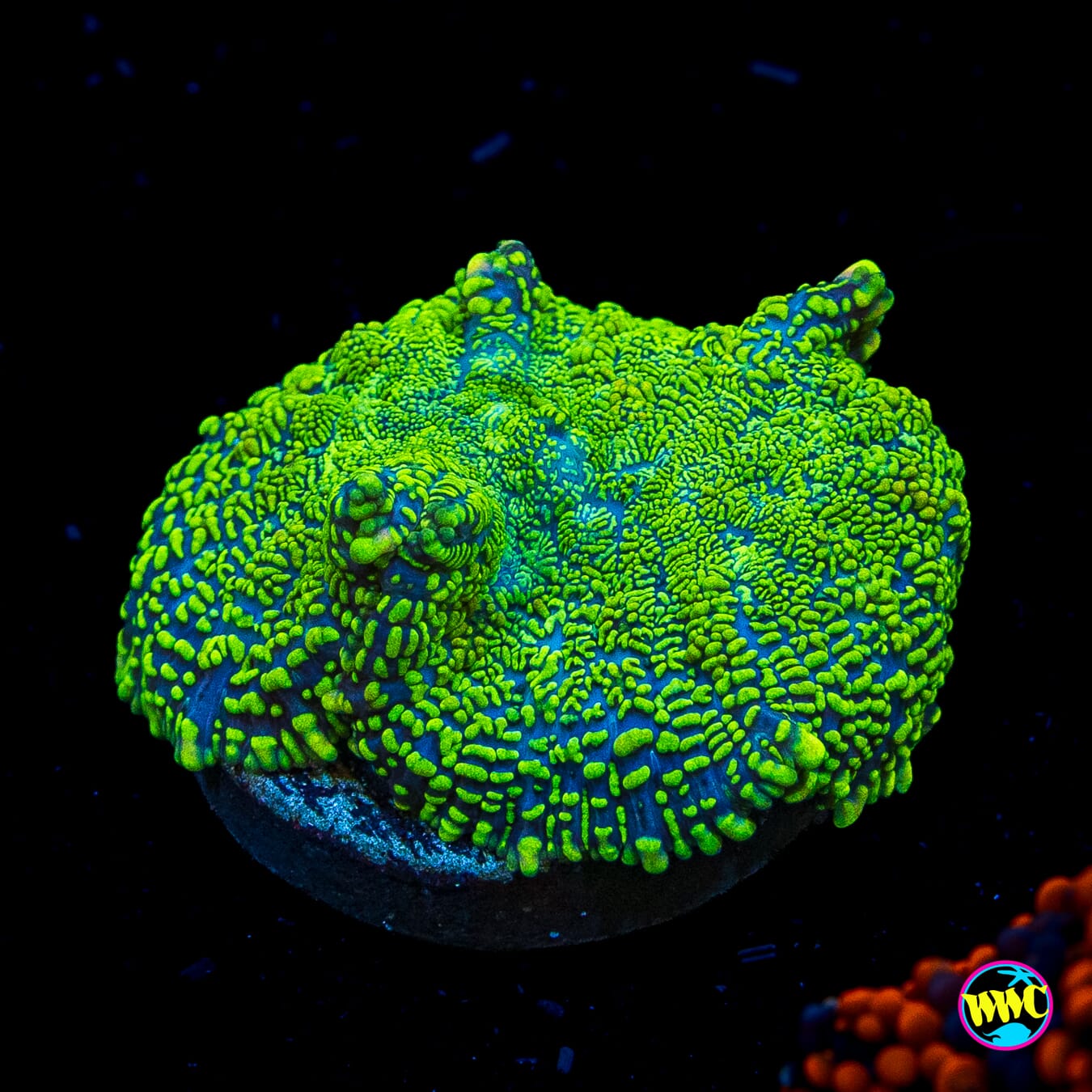 Toxic Rhodactis Mushroom