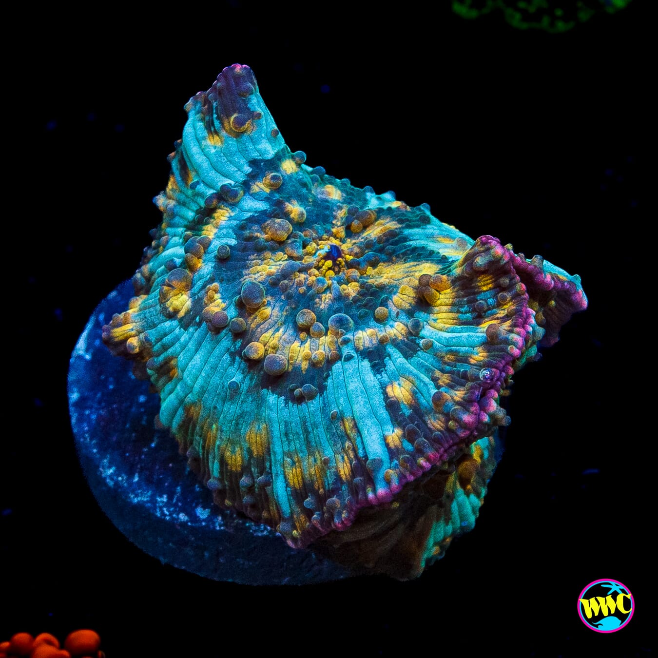 Angry Iguana Disco Mushroom