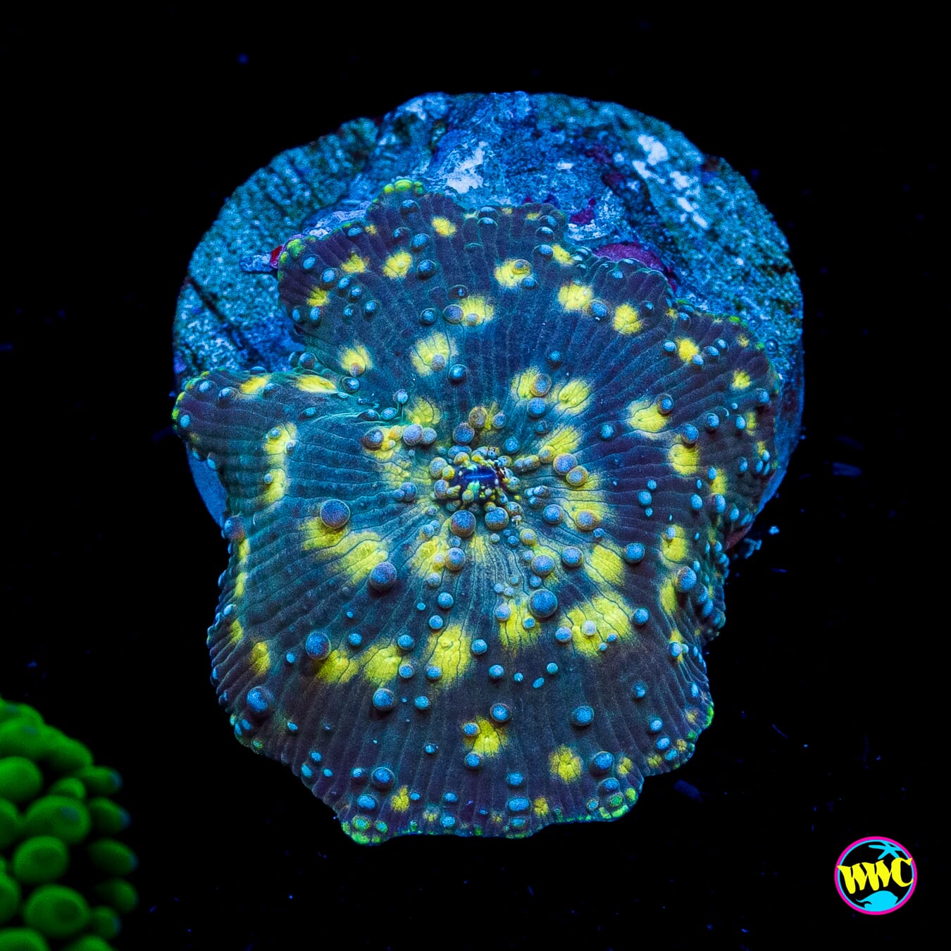 Spotted Iguana Disco Mushroom