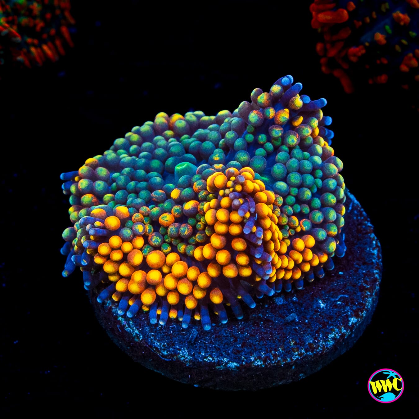Citrus Grove Ricordea Mushroom