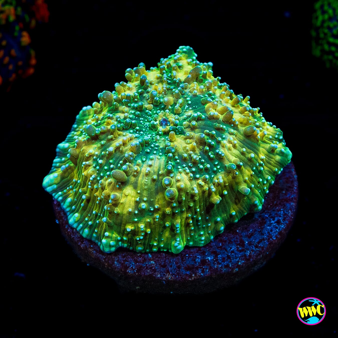 Trippin Iguana Disco Mushroom