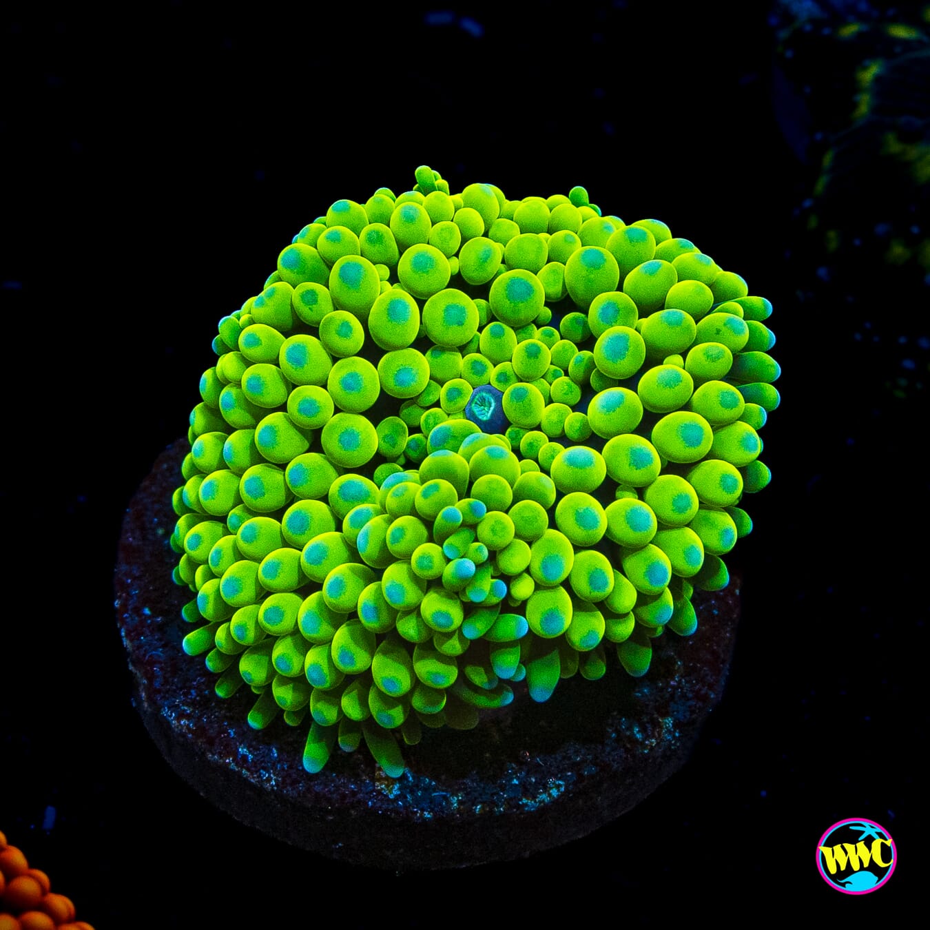Nuclear Neon Ricordea Mushroom